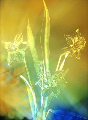 Narcisi