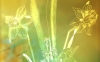 Narcisi
