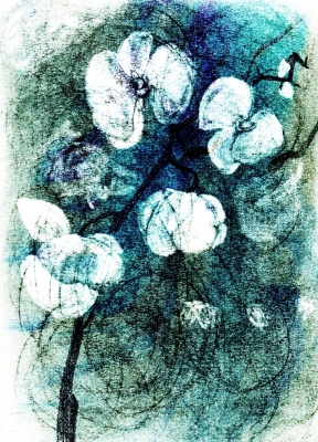 Orchidea