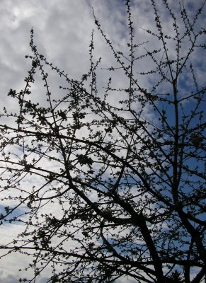 fronde