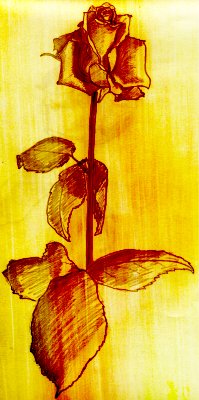 Rosa rossa