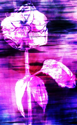 Rosa rosa