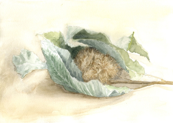Foglie di castagno