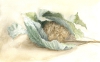 Foglie di castagno