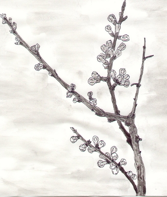 Albicocco in fiore