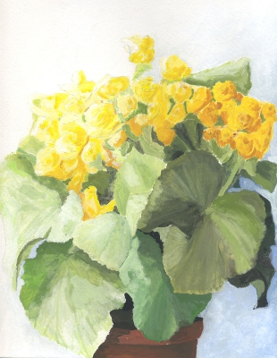 Begonia