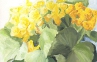 Begonia, fiore di primavera