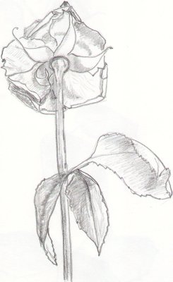 Rosa di spalle