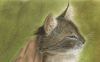Pope: il gatto superstar