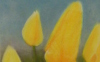 Tulipani