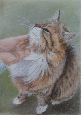 Pope: il gatto superstar