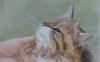 Pope: il gatto superstar