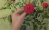 Profumo di rosa