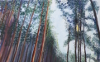 La potenza degli alberi