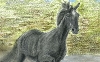 Corsa sulla sabbia - cavallo a pastelli