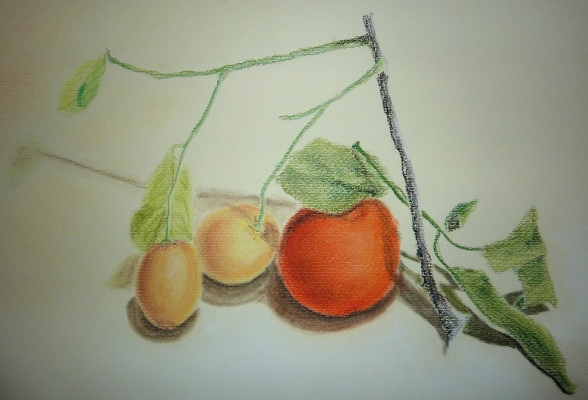 Vitamina C