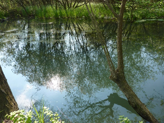 Riflessi sul Sile