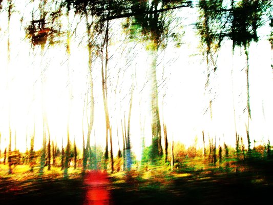 Foresta Incantata