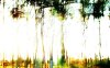 Foresta Incantata