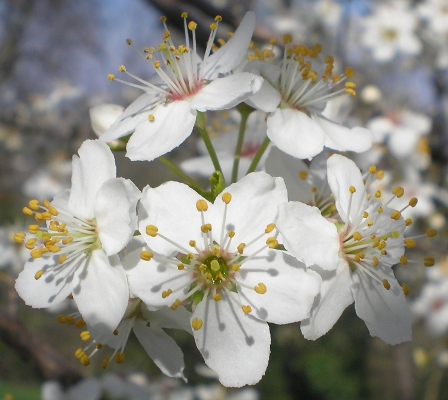 Primavera