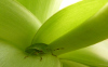 Aloe