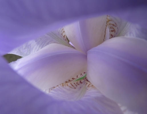 Iris 