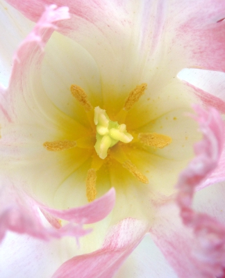 tulipano