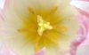 tulipano