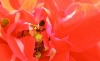 Non solo rosso