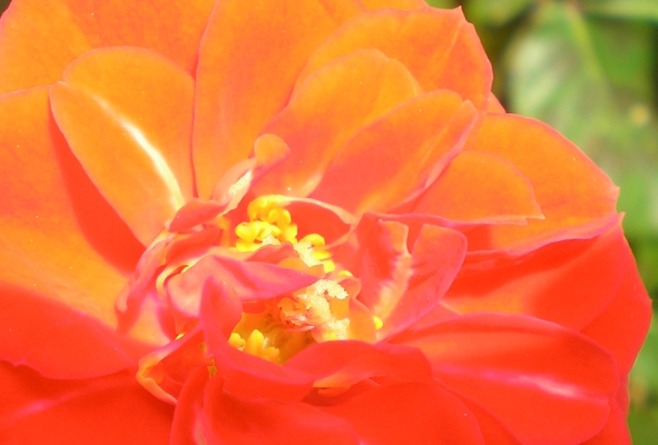 Non solo rosso I