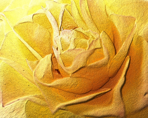 Rosa Gialla