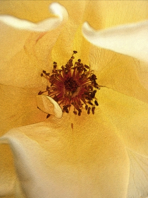 Rosa Gialla