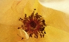 Rosa Gialla