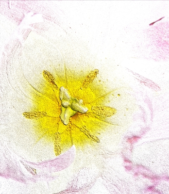Tulipano