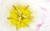 Tulipano