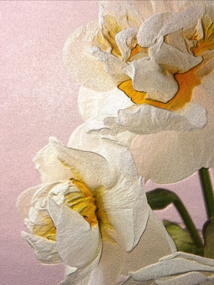Narcisi 