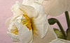 Narcisi