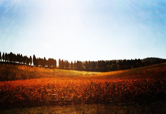 Collina senese