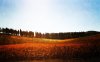 Collina senese