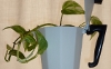 green moka