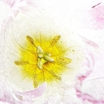 Tulipano