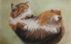 Pastelli animali