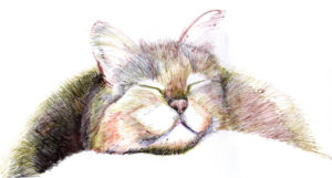Gatto che dorme disegnato con le penne biro colorate