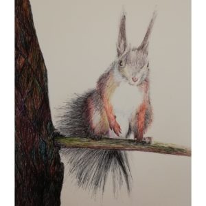 scoiattolo su ramo di abete disegnato con le penne a biro colorate