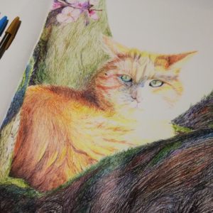 Gatto che riposa su di un albicocco in fiore disegnato con le penne a sfera