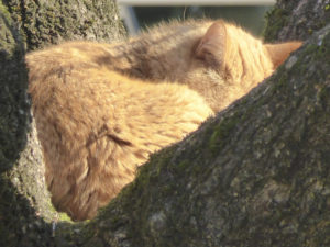 Gattone che dorme sopra ad un albero di albicocco