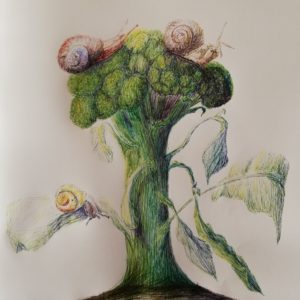 disegno a penna di un broccolo con 3 lumache arrampicate