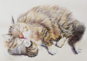 gatto soriano che si lava una zampa disegnato con le penne a biro colorate