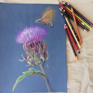 disegno a pastello di un carciofo e di un colibrì sfinge